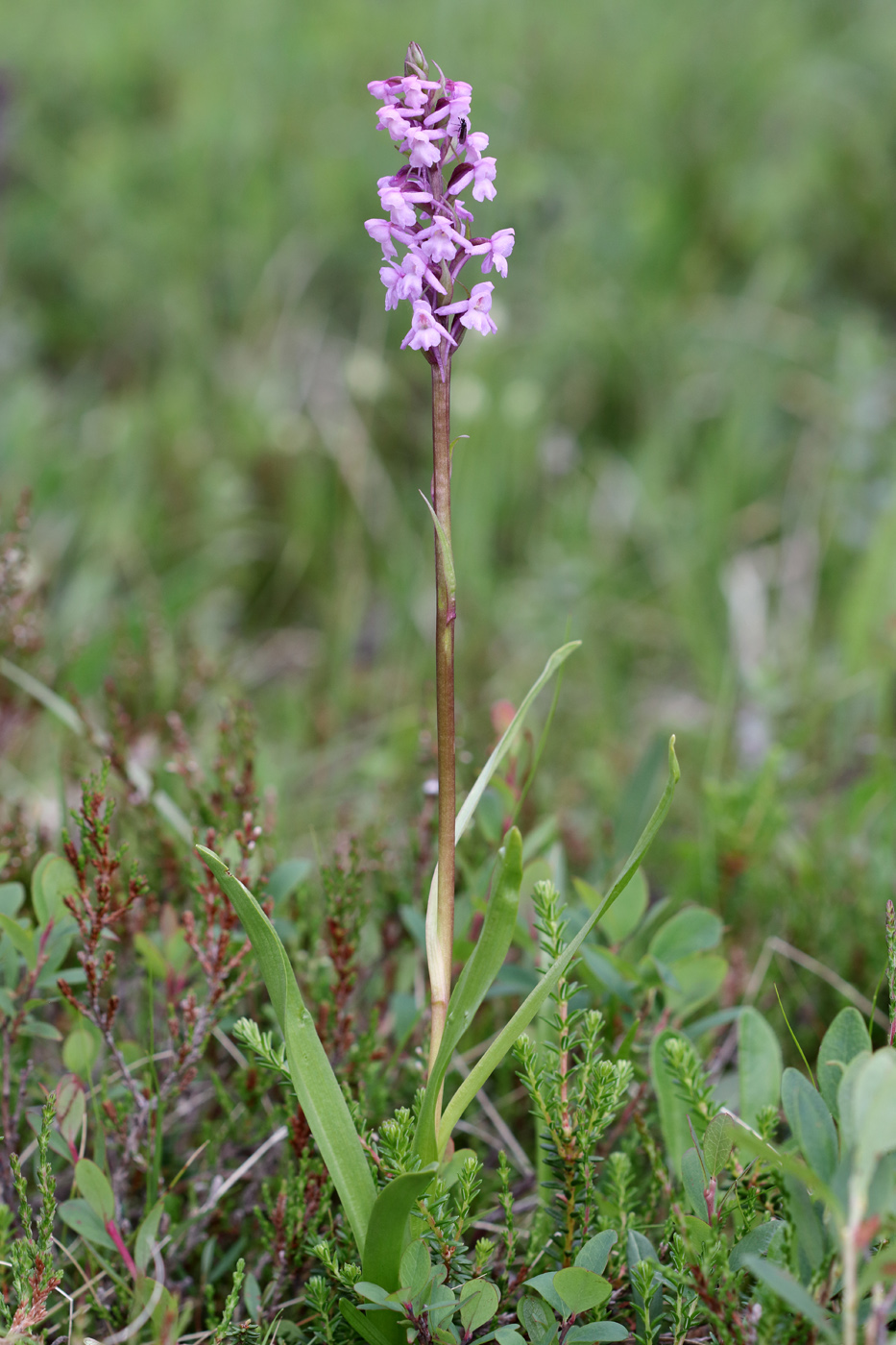 Изображение особи Gymnadenia conopsea.