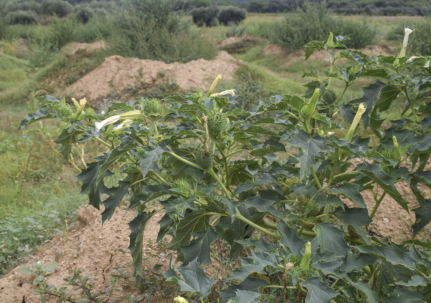 Изображение особи Datura stramonium.