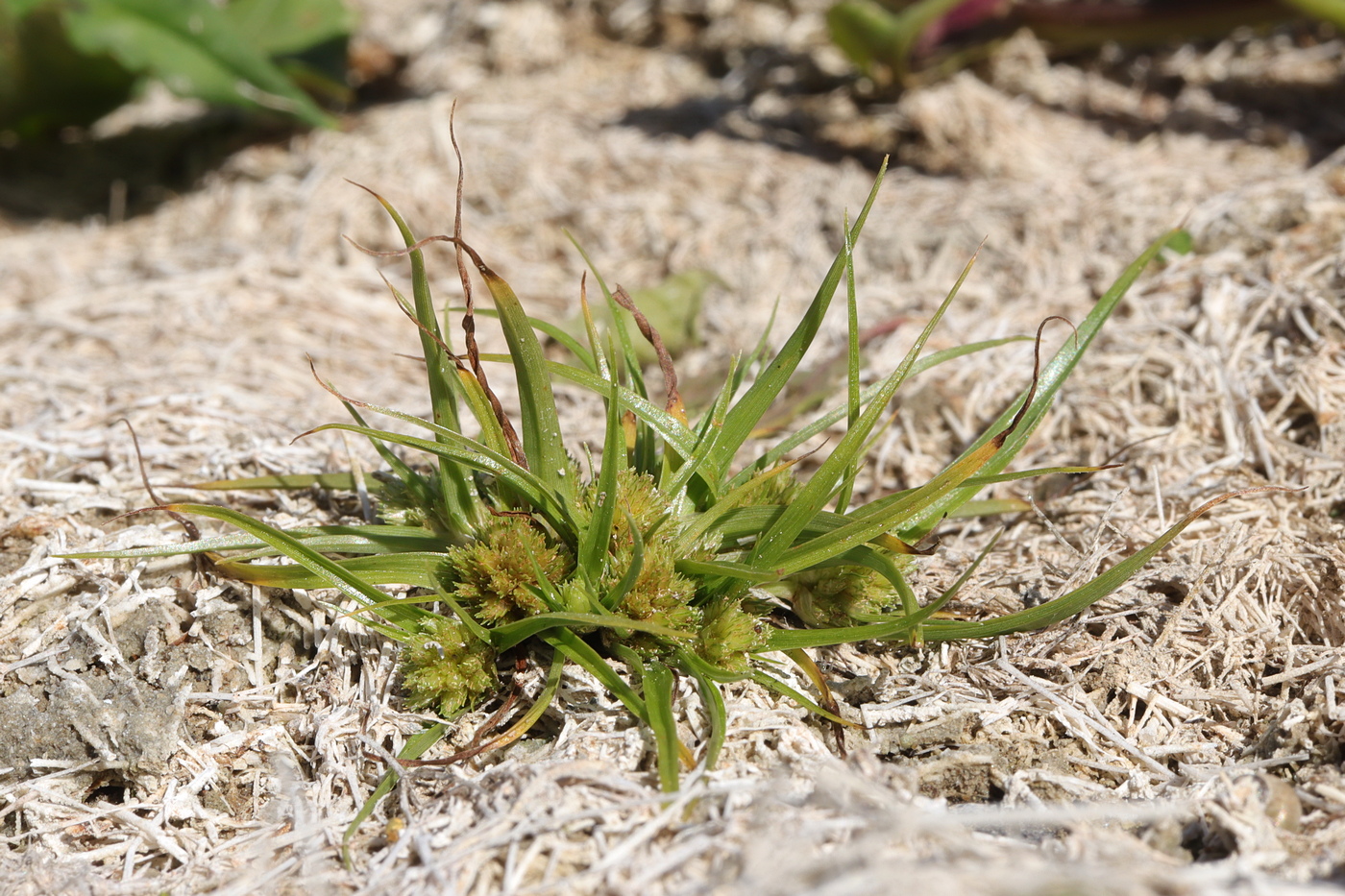 Image of Cyperus michelianus specimen.