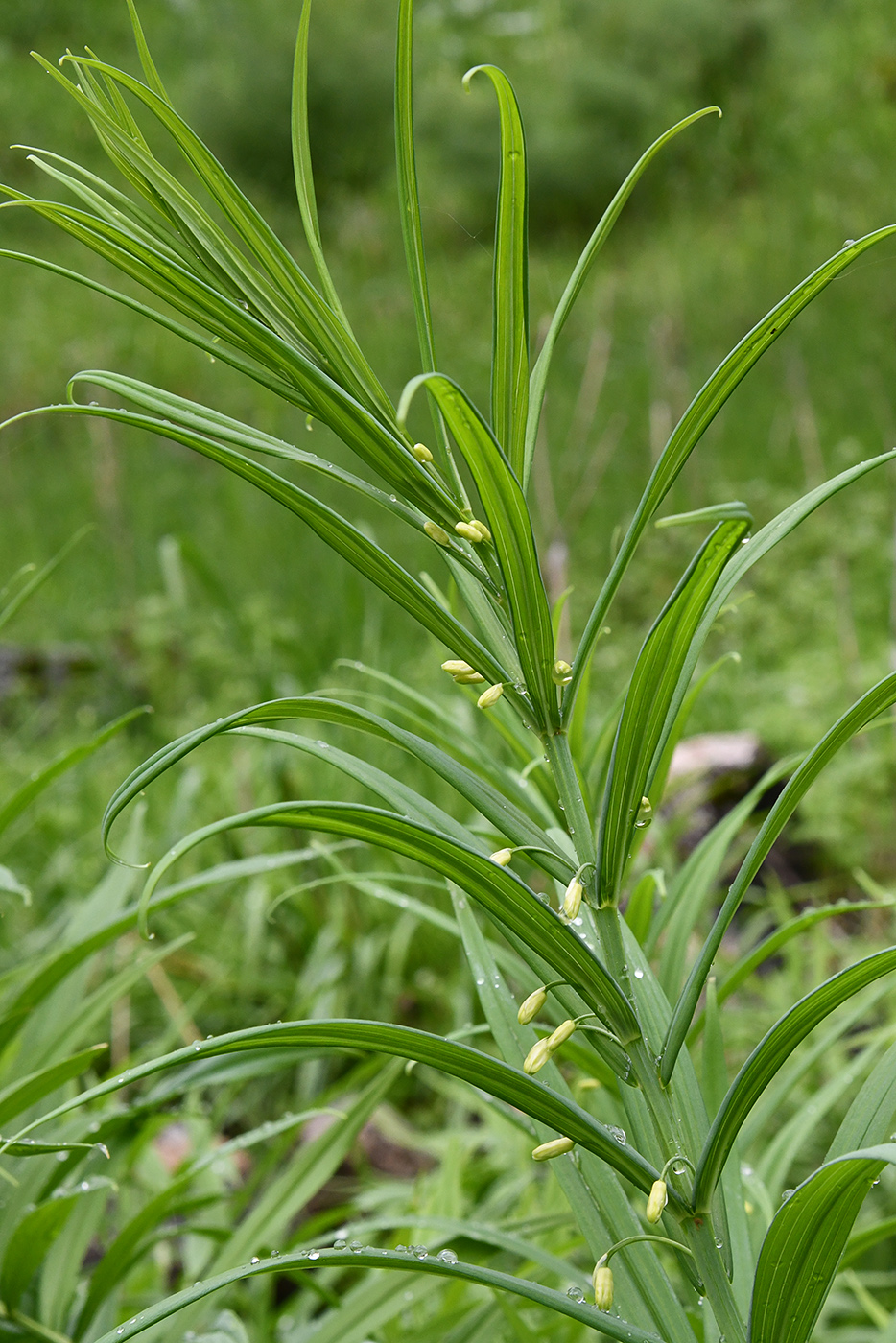 Изображение особи Polygonatum sewerzowii.