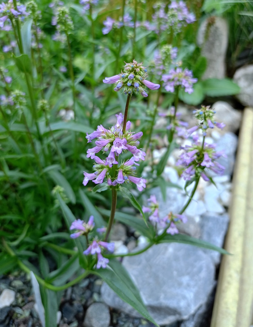 Изображение особи Penstemon gracilis.