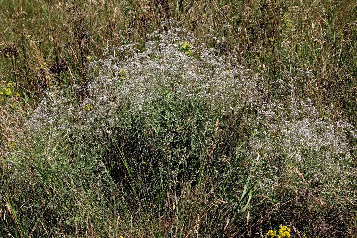 Image of Gypsophila paniculata specimen.