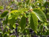 род Carpinus. Верхушка веточки с молодыми листьями. Крым, окр. пос. Новый Свет, западный склон горы Сокол (Куш-Кая), дубово-можжевеловое редколесье. 19.04.2025.