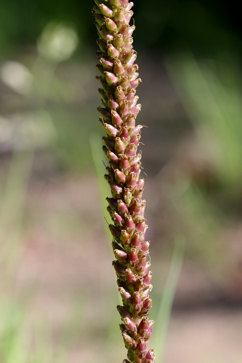 Image of Plantago major specimen.