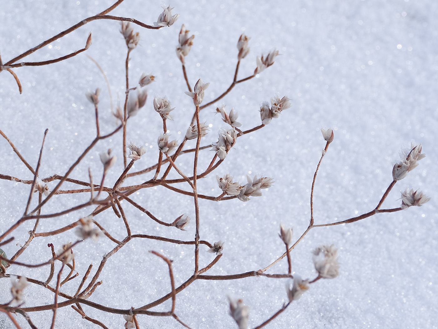 Image of Limonium michelsonii specimen.