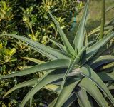 Aloe striatula. Верхушка вегетирующего побега. Абхазия, Гагрский р-н, с. Лдзаа, частный сад. 07.06.2025.