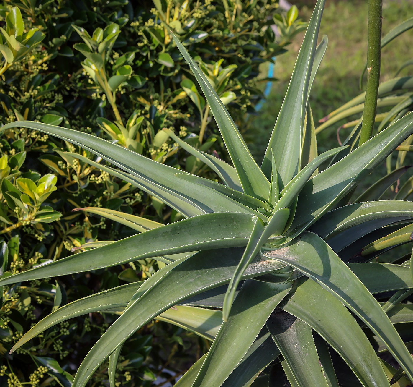 Image of Aloe striatula specimen.