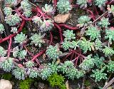 род Sedum
