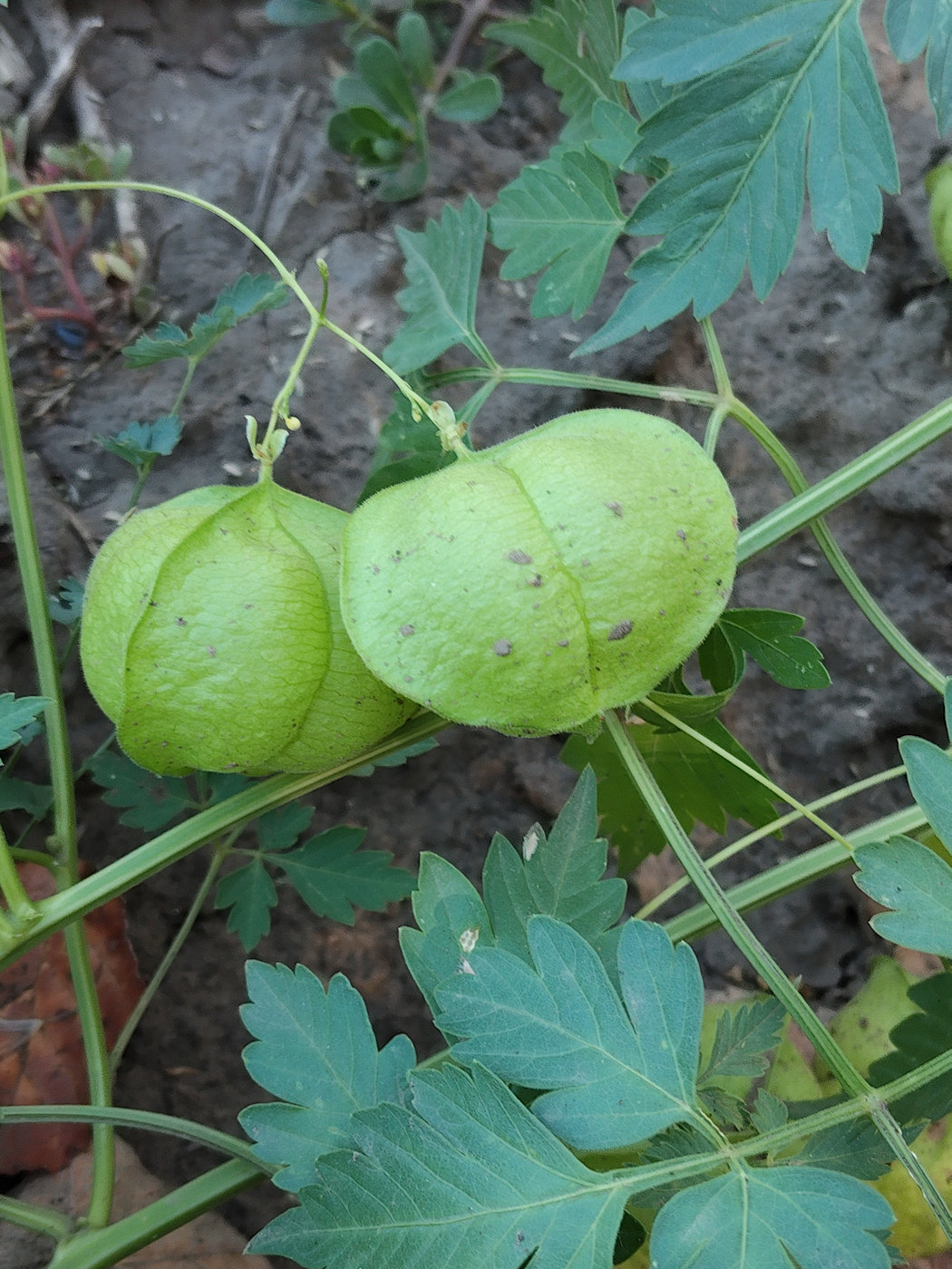 Image of Cardiospermum halicacabum specimen.