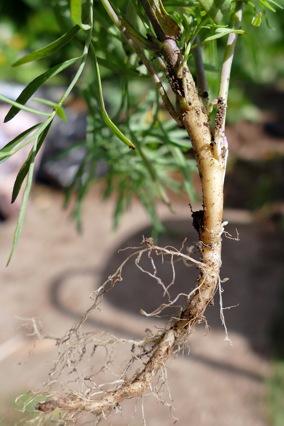 Изображение особи Linaria vulgaris.