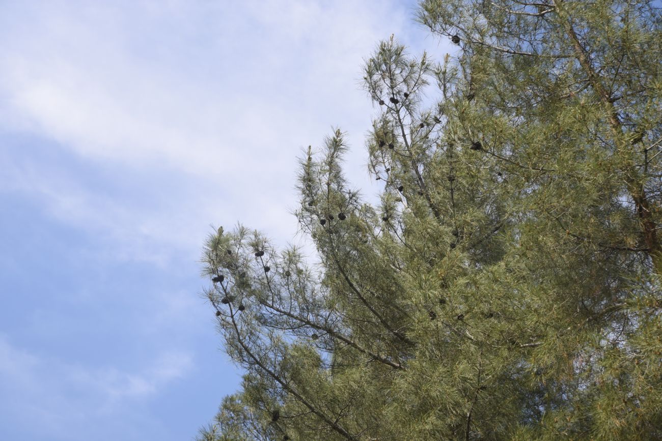 Изображение особи род Pinus.