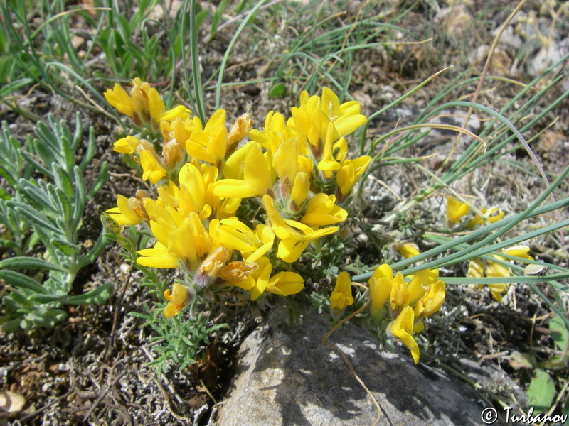 Image of Genista godetii specimen.