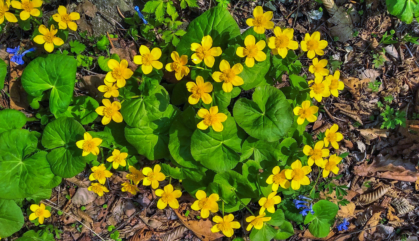 Изображение особи Caltha silvestris.