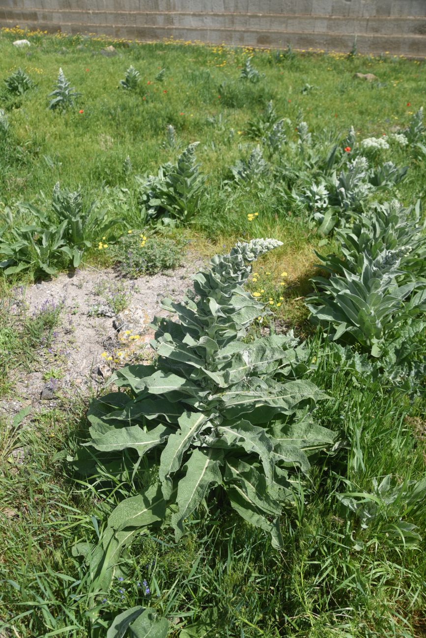 Image of genus Verbascum specimen.