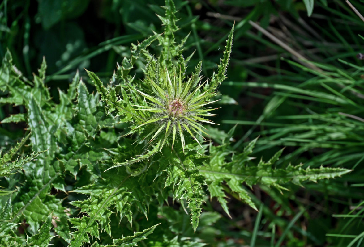 Изображение особи род Cirsium.