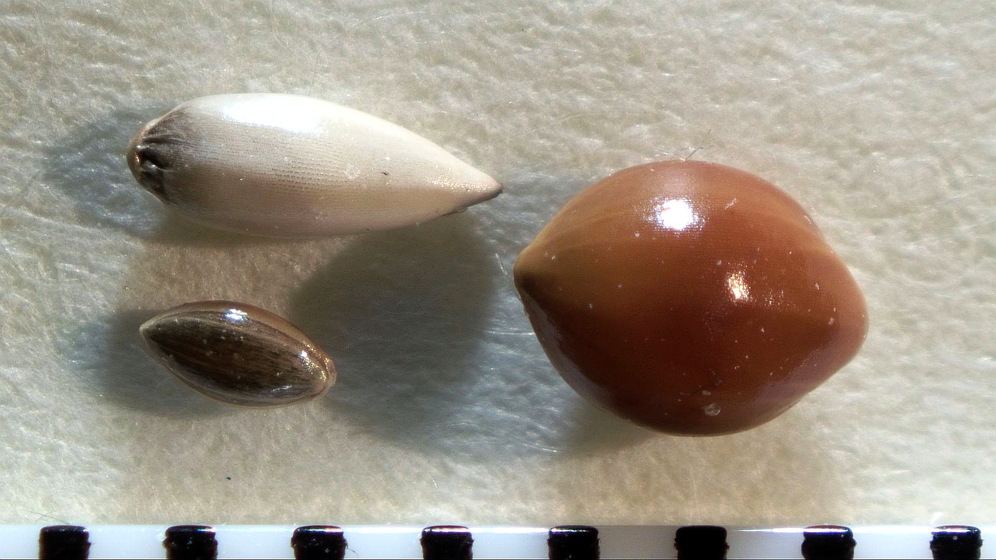 Image of familia Poaceae specimen.