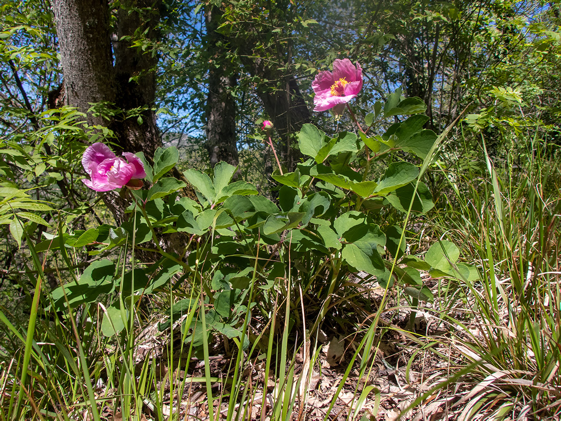 Изображение особи Paeonia daurica.