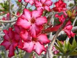 Adenium obesum. Цветки. ОАЭ, Дубай, парк \"Эль Мамзар\". 28.02.2026.