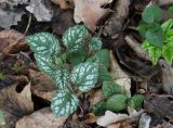 Galeobdolon luteum. Молодой побег. Московская обл., Боровский курган. 01.05.2011.