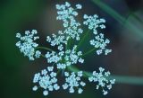 Bunium bulbocastanum. Соцветие, вид сверху. Нижегородская обл., в культуре. 16.06.2026.