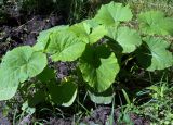 unknown species. Молодое растение. Дагестан, Ахтынский р-н, с. Ахты, садовый участок. 27.06.2026.