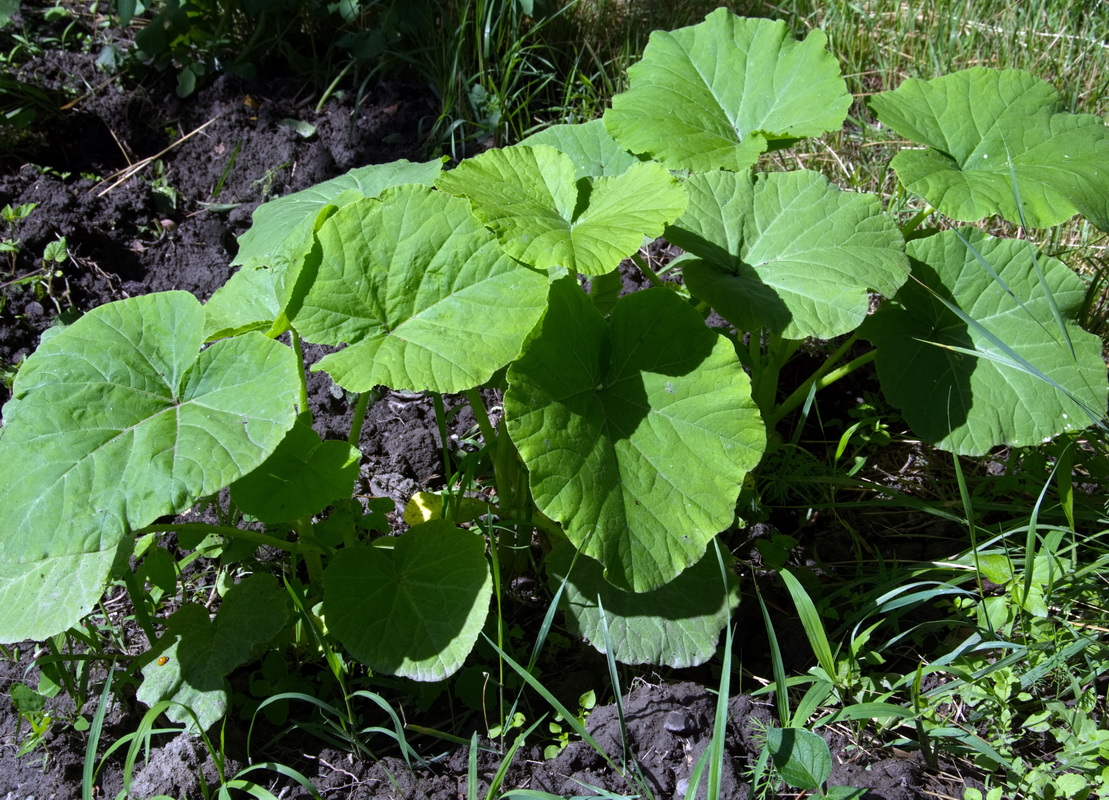 Image of Unknown species specimen.