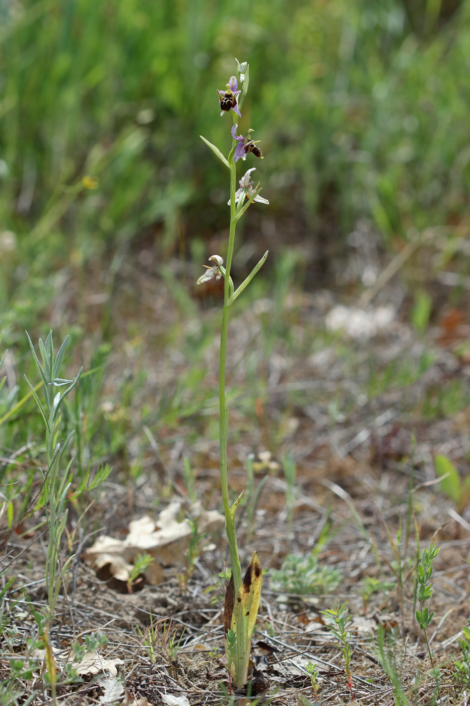 Изображение особи Ophrys oestrifera.