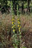 Scolymus hispanicus. Цветущие растения. Португалия, округ Бежа, дол. р. Мира, опушка эвкалиптовой рощи. 06.06.2026.