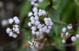 Ageratina adenophora