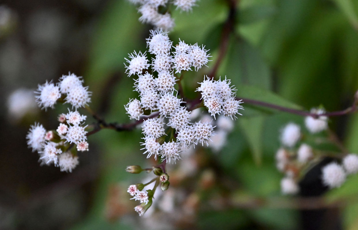 Изображение особи Ageratina adenophora.