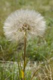 род Tragopogon