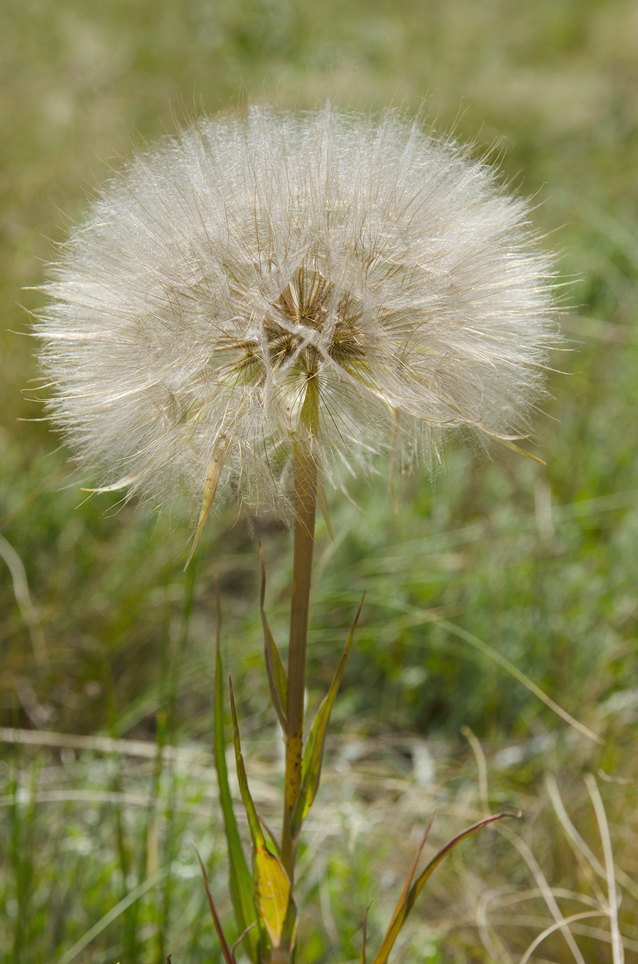 Изображение особи род Tragopogon.