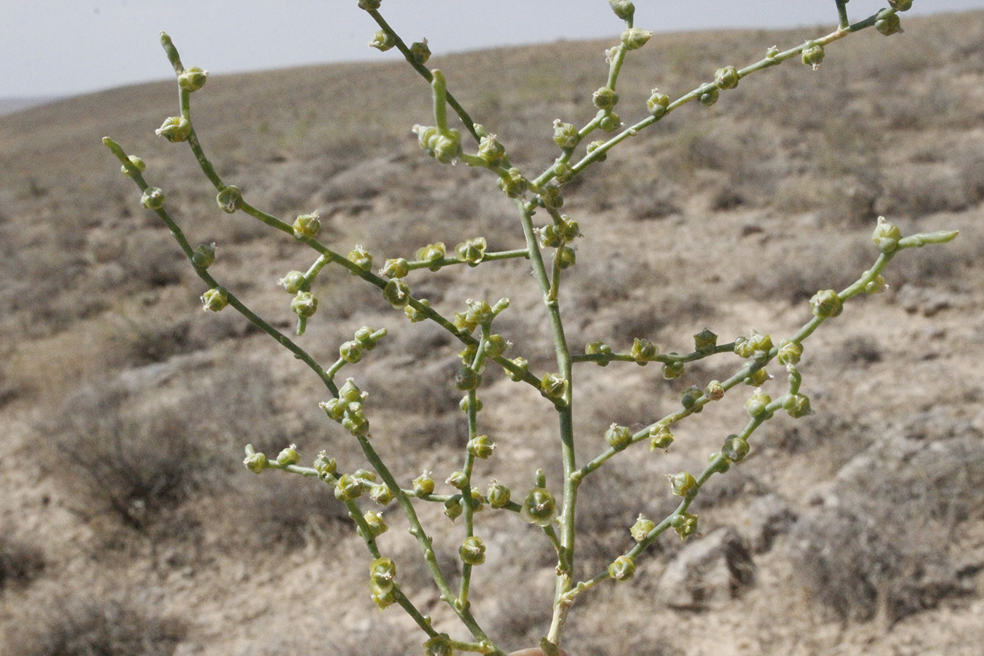 Image of Unknown species specimen.