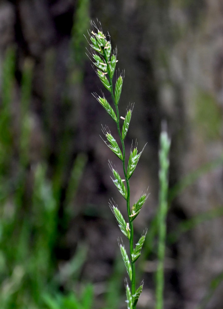 Image of Lolium multiflorum specimen.