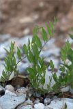 Convolvulus arvensis. Побеги. Татарстан, окр. с. Камское Устье, берег р. Волга, галечный пляж у подножия обрывистого берега. 05.06.2026.