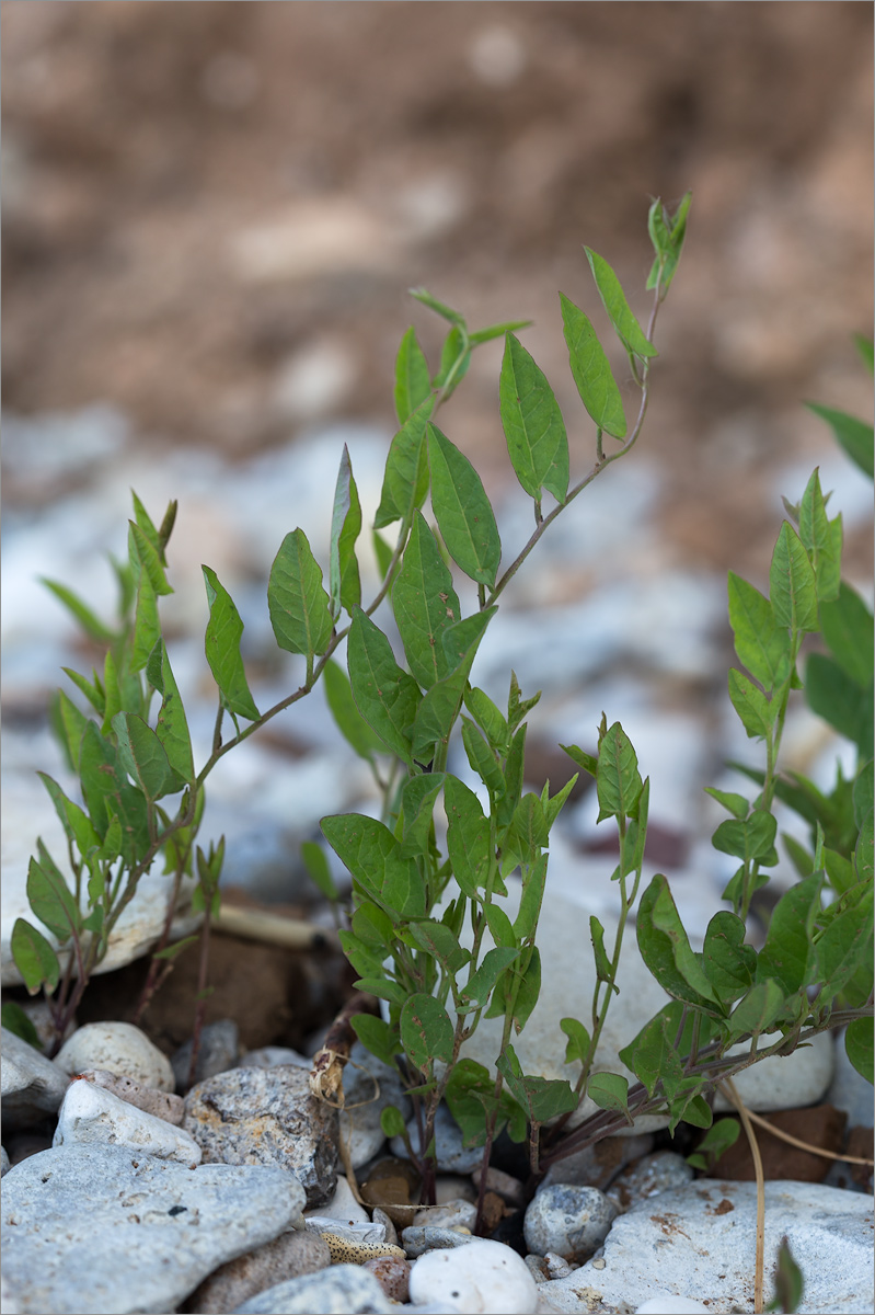 Image of Convolvulus arvensis specimen.
