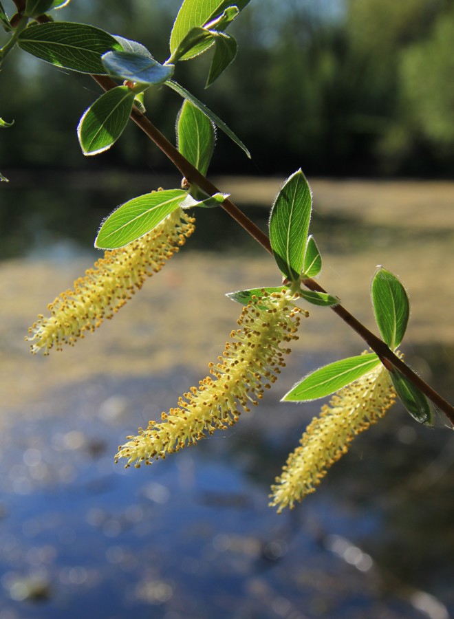 Image of Salix euxina specimen.