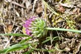 genus Allium. Развивающееся соцветие. Турция, ил Артвин, окр. храма Отхта, луг. 13 июня 2026 г.