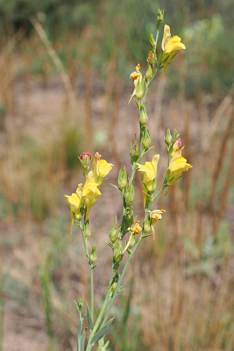 Image of Linaria genistifolia specimen.