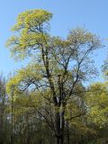 Acer platanoides. Крона старого цветущего дерева. Санкт-Петербург, Дудергофские высоты. 15.05.2011.