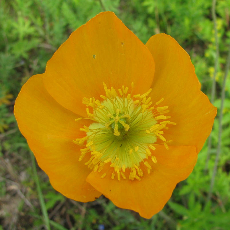 Изображение особи Papaver rubro-aurantiacum.