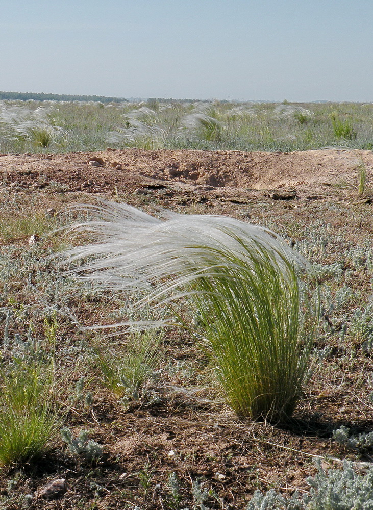 Image of Stipa zalesskii specimen.