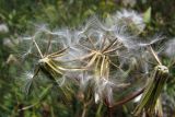 Crepis ramosissima. Соплодия. Крым, Севастополь, Инкерман, долина р. Чёрная. 17 июня 2011 г.