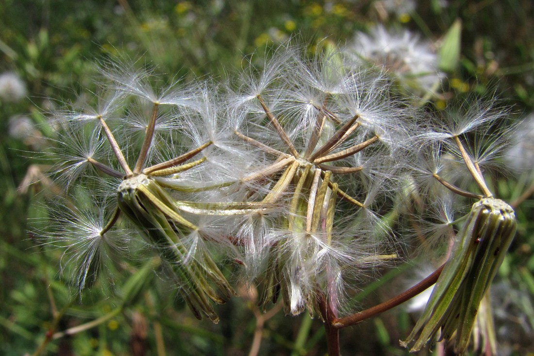 Изображение особи Crepis ramosissima.