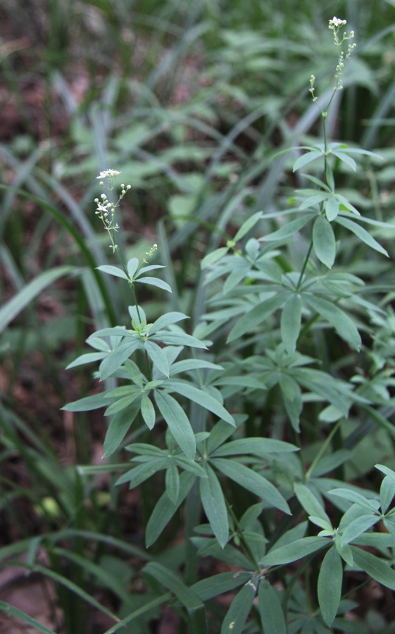 Изображение особи Galium intermedium.