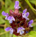 Prunella vulgaris