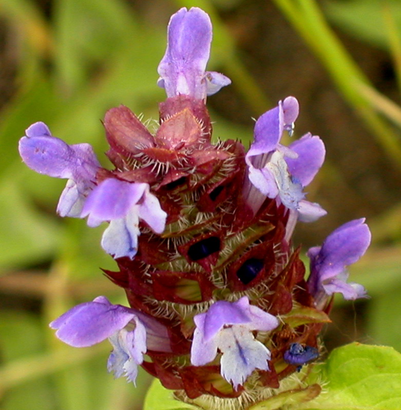 Image of Prunella vulgaris specimen.