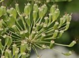 Heracleum leskovii