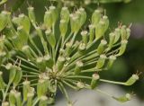 Heracleum leskovii. Соплодие. Республика Карачаево-Черкессия, Домбай, долина р. Домбай-Ульген, урочище \"Русская поляна\", 1700 м н.у.м. 03.07.2011.