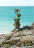 Juniperus deltoides. Молодое растение на каменистом приморском склоне. Краснодарский край, Новороссийск, Шесхарис. 21.03.2010.